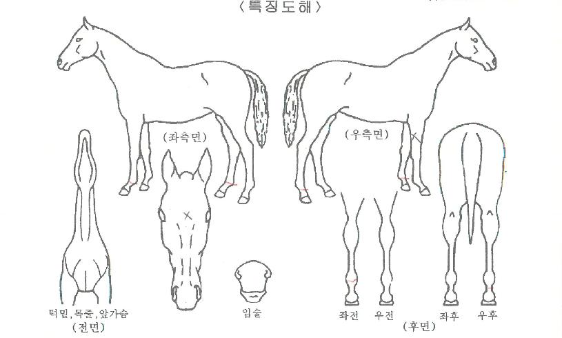 ų��Ÿ���� ����,���,�޸�,�λ�,�ٸ��� Ư¡����