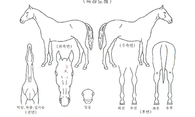 ÆÄÀ̳ε帲ÀÇ Ãø¸é,¿ì¸é,µÞ¸é,µÎ»ó,´Ù¸®ÀÇ Æ¯Â¡µµÇØ