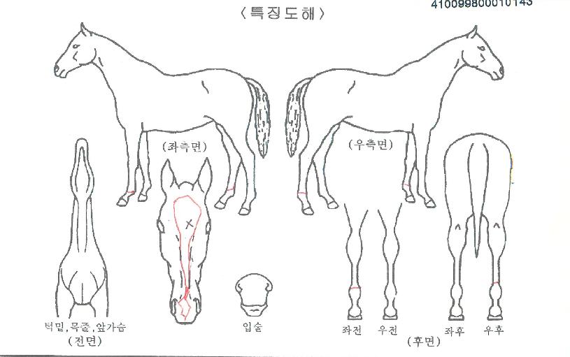 Ȳ���ְ��� ����,���,�޸�,�λ�,�ٸ��� Ư¡����