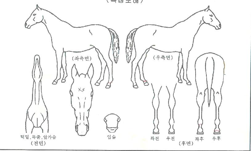 ���̸շ��̵��� ����,���,�޸�,�λ�,�ٸ��� Ư¡����