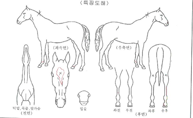 ����Ǯŷī���� ����,���,�޸�,�λ�,�ٸ��� Ư¡����