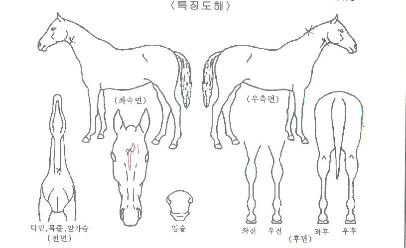 À§³ÊÆÓÄÁÀÇ Ãø¸é,¿ì¸é,µÞ¸é,µÎ»ó,´Ù¸®ÀÇ Æ¯Â¡µµÇØ