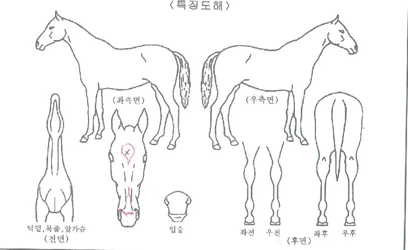 Ŭ·¹¹ö·¯³ÊÀÇ Ãø¸é,¿ì¸é,µÞ¸é,µÎ»ó,´Ù¸®ÀÇ Æ¯Â¡µµÇØ