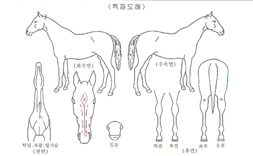 ´ëÈ£¾Æ¶óÀÇ Ãø¸é,¿ì¸é,µÞ¸é,µÎ»ó,´Ù¸®ÀÇ Æ¯Â¡µµÇØ