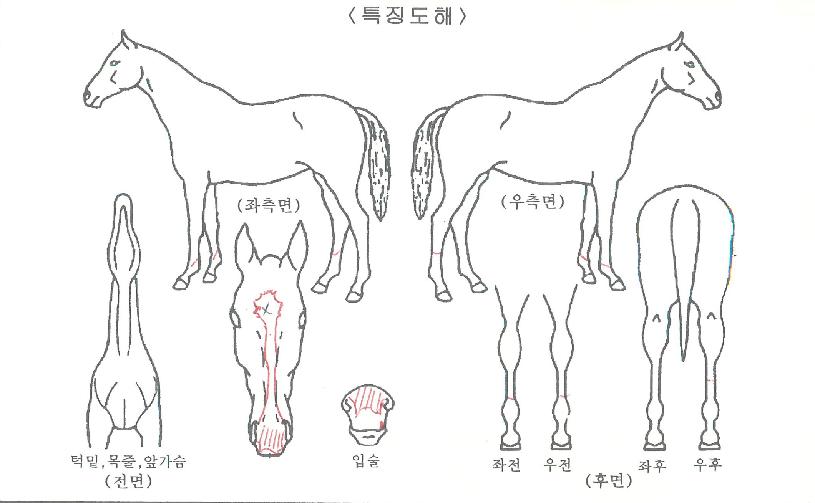 ³ë´øµå¸²ÀÇ Ãø¸é,¿ì¸é,µÞ¸é,µÎ»ó,´Ù¸®ÀÇ Æ¯Â¡µµÇØ