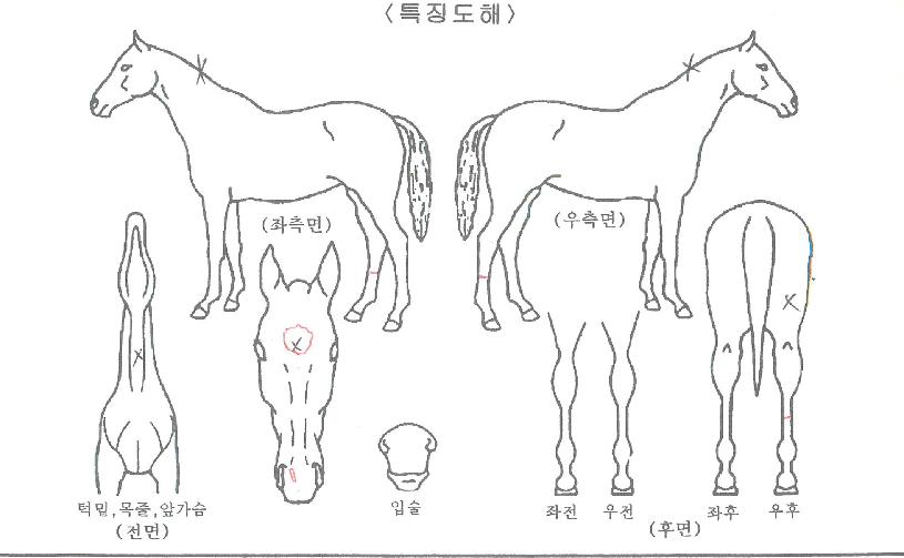 ·çÄ«½º¾Æ¸£ÀÇ Ãø¸é,¿ì¸é,µÞ¸é,µÎ»ó,´Ù¸®ÀÇ Æ¯Â¡µµÇØ