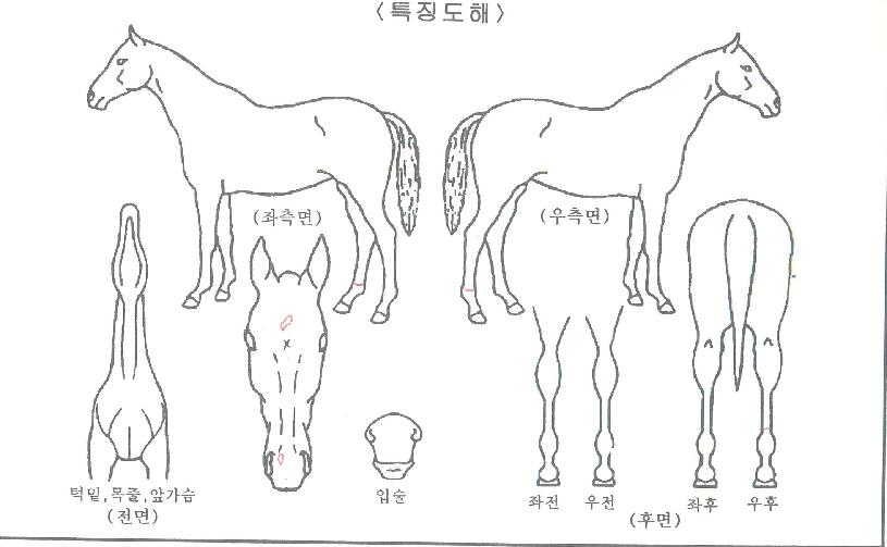 Á¡ÇÎÅ·ÀÇ Ãø¸é,¿ì¸é,µÞ¸é,µÎ»ó,´Ù¸®ÀÇ Æ¯Â¡µµÇØ