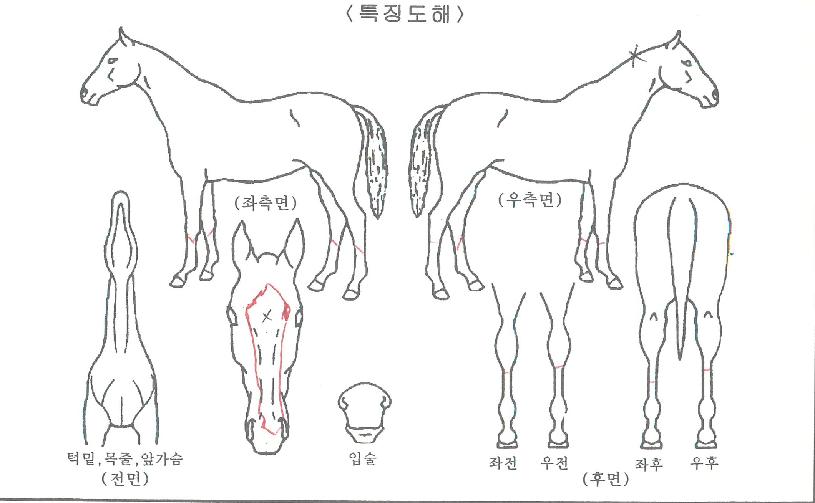 ¿ø´õÇ®ÆÄ¿öÀÇ Ãø¸é,¿ì¸é,µÞ¸é,µÎ»ó,´Ù¸®ÀÇ Æ¯Â¡µµÇØ