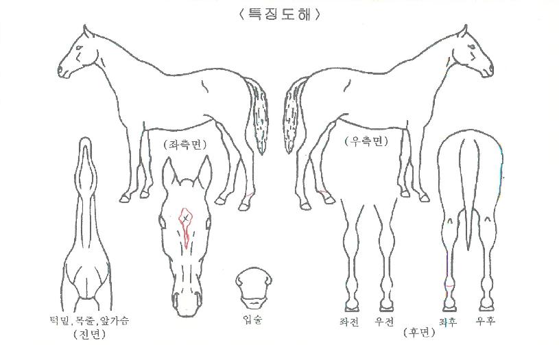 ÇÏÀÌÆÛ¼Ò´ÐÀÚ¸¶ÀÇ Ãø¸é,¿ì¸é,µÞ¸é,µÎ»ó,´Ù¸®ÀÇ Æ¯Â¡µµÇØ