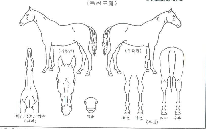 �����ǲ��� ����,���,�޸�,�λ�,�ٸ��� Ư¡����