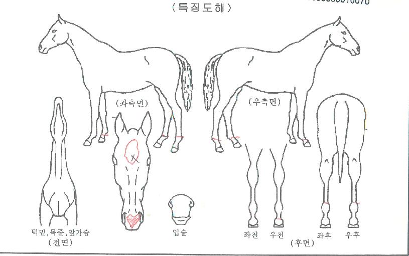 È÷µç±×·¹À̽ºÀÇ Ãø¸é,¿ì¸é,µÞ¸é,µÎ»ó,´Ù¸®ÀÇ Æ¯Â¡µµÇØ