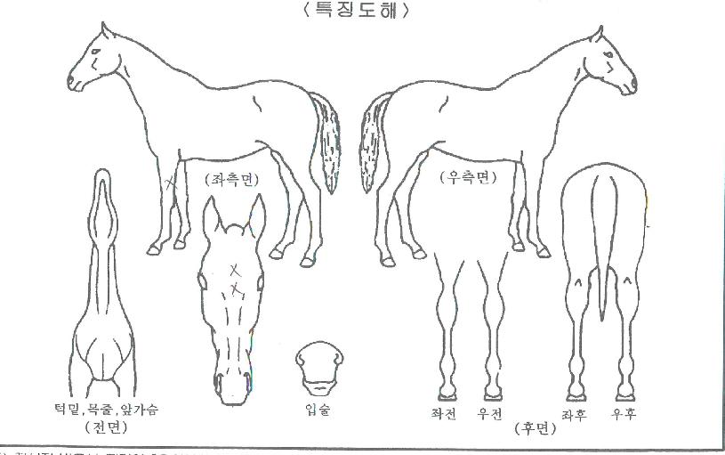 õÁö¹Ù¶÷ÀÇ Ãø¸é,¿ì¸é,µÞ¸é,µÎ»ó,´Ù¸®ÀÇ Æ¯Â¡µµÇØ