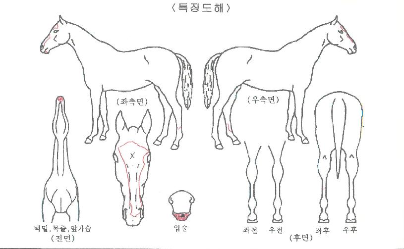 ¿ø¾Ø¿Â¸®ÀÇ Ãø¸é,¿ì¸é,µÞ¸é,µÎ»ó,´Ù¸®ÀÇ Æ¯Â¡µµÇØ