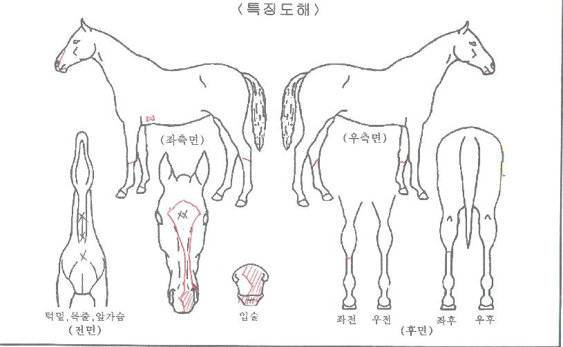 ½Ç¸®ÀÚ¸¶ÀÇ Ãø¸é,¿ì¸é,µÞ¸é,µÎ»ó,´Ù¸®ÀÇ Æ¯Â¡µµÇØ