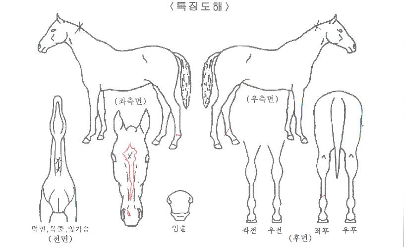 ½ºÅ¸¿ÀºêÅ·ÀÇ Ãø¸é,¿ì¸é,µÞ¸é,µÎ»ó,´Ù¸®ÀÇ Æ¯Â¡µµÇØ