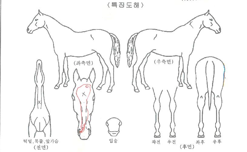 û´ã°øÁÖÀÇ Ãø¸é,¿ì¸é,µÞ¸é,µÎ»ó,´Ù¸®ÀÇ Æ¯Â¡µµÇØ