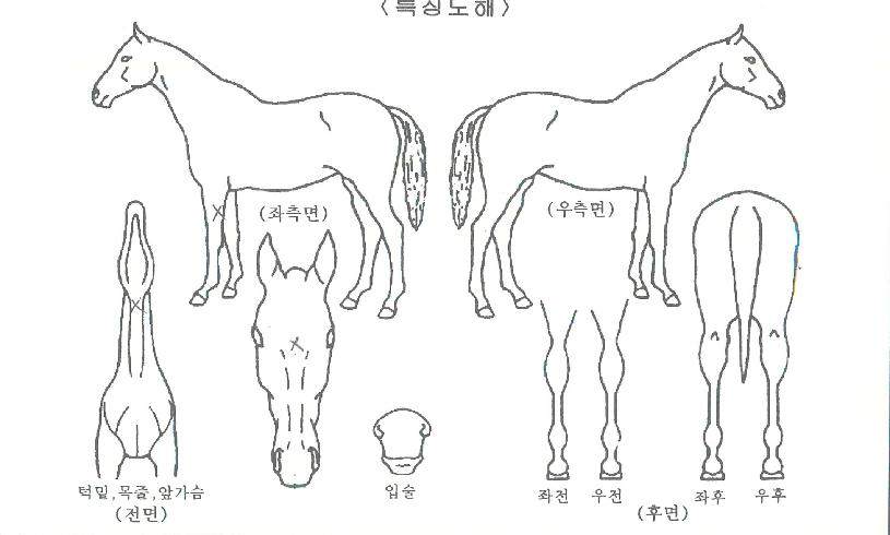 ¹Ù´Ù¼±´õÀÇ Ãø¸é,¿ì¸é,µÞ¸é,µÎ»ó,´Ù¸®ÀÇ Æ¯Â¡µµÇØ