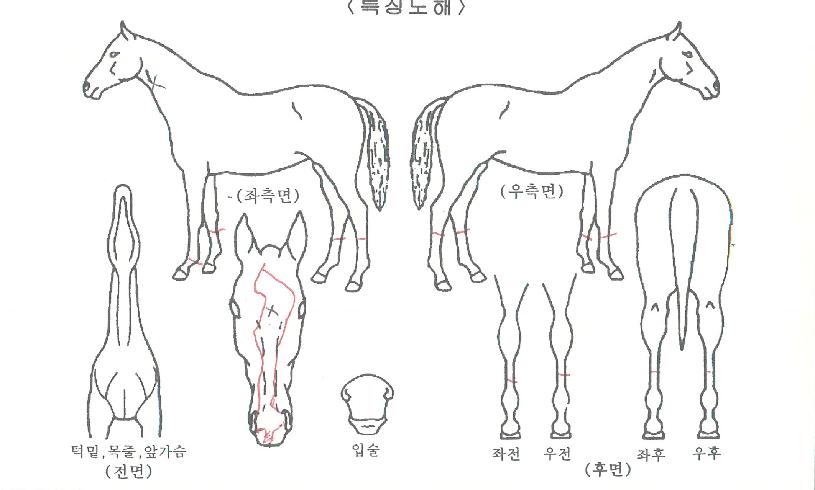 ���߽ô��� ����,���,�޸�,�λ�,�ٸ��� Ư¡����