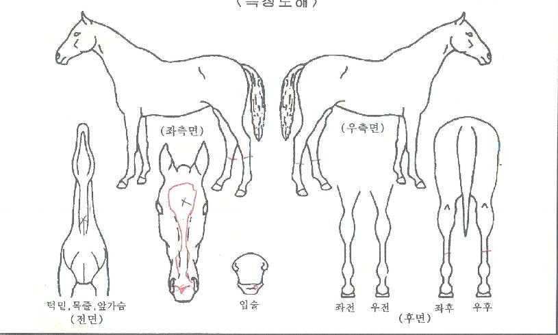 Åé¿ÀºêÅéÀÇ Ãø¸é,¿ì¸é,µÞ¸é,µÎ»ó,´Ù¸®ÀÇ Æ¯Â¡µµÇØ