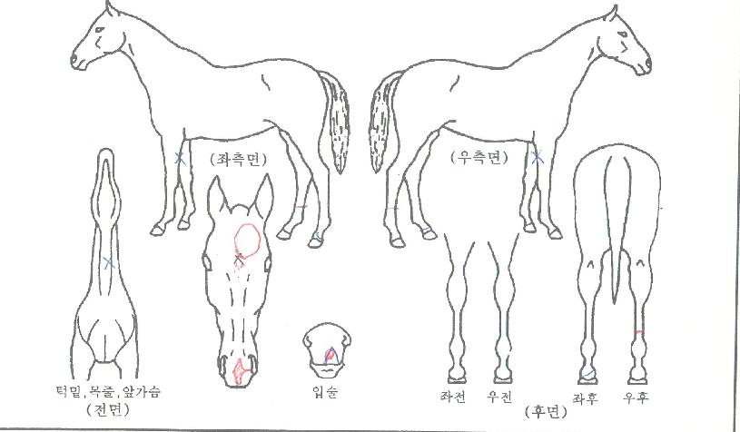 ±Â¹Ù¿ìÀÇ Ãø¸é,¿ì¸é,µÞ¸é,µÎ»ó,´Ù¸®ÀÇ Æ¯Â¡µµÇØ