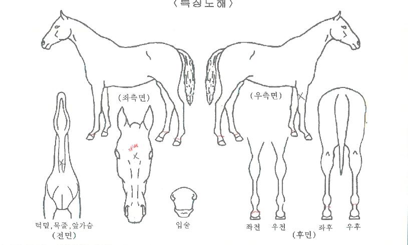 �¸�������� ����,���,�޸�,�λ�,�ٸ��� Ư¡����