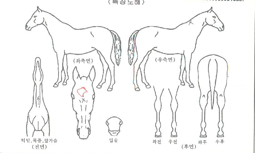 ·çºñĵÅÍÀÚ¸¶ÀÇ Ãø¸é,¿ì¸é,µÞ¸é,µÎ»ó,´Ù¸®ÀÇ Æ¯Â¡µµÇØ