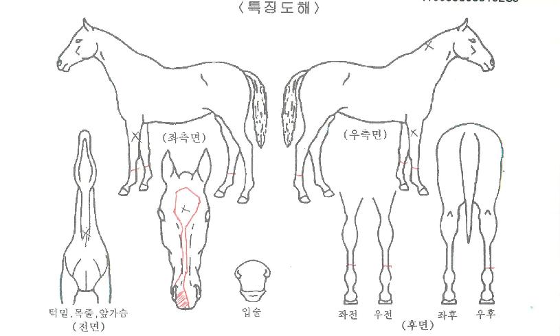 °í¼ÓÆä´ÞÀÇ Ãø¸é,¿ì¸é,µÞ¸é,µÎ»ó,´Ù¸®ÀÇ Æ¯Â¡µµÇØ