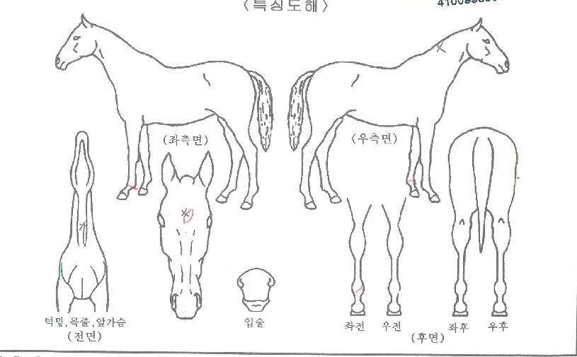 ÃÖ°Å¥ÇǵåÀÇ Ãø¸é,¿ì¸é,µÞ¸é,µÎ»ó,´Ù¸®ÀÇ Æ¯Â¡µµÇØ