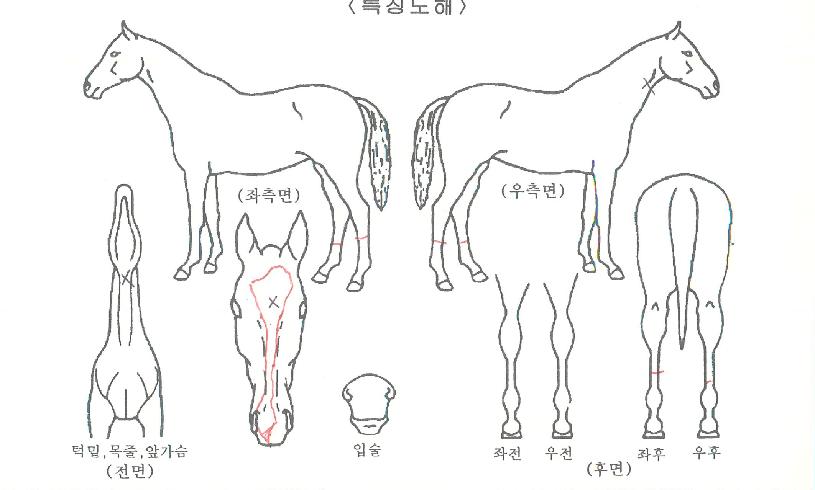 ���ϵ������ ����,���,�޸�,�λ�,�ٸ��� Ư¡����