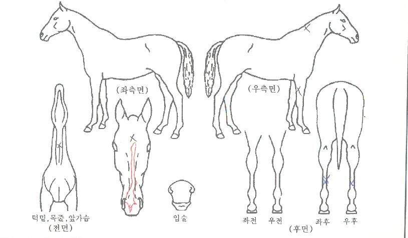 ½º¸¶Æ®±ÂÀÇ Ãø¸é,¿ì¸é,µÞ¸é,µÎ»ó,´Ù¸®ÀÇ Æ¯Â¡µµÇØ