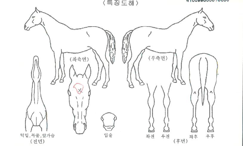 ¿¤¸®Æ®¾î°ÔÀÎÀÇ Ãø¸é,¿ì¸é,µÞ¸é,µÎ»ó,´Ù¸®ÀÇ Æ¯Â¡µµÇØ