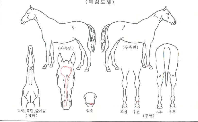 Çï·Î±Ý¼ºÀÇ Ãø¸é,¿ì¸é,µÞ¸é,µÎ»ó,´Ù¸®ÀÇ Æ¯Â¡µµÇØ