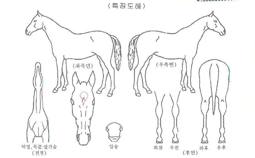 °íºí¸°ÀÇ Ãø¸é,¿ì¸é,µÞ¸é,µÎ»ó,´Ù¸®ÀÇ Æ¯Â¡µµÇØ