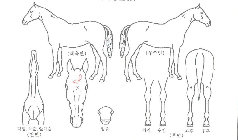 ���ø�Ʈ������ ����,���,�޸�,�λ�,�ٸ��� Ư¡����