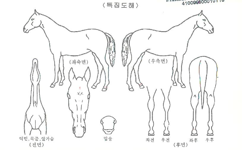 ü·Î۸¶¸°ÀÇ Ãø¸é,¿ì¸é,µÞ¸é,µÎ»ó,´Ù¸®ÀÇ Æ¯Â¡µµÇØ