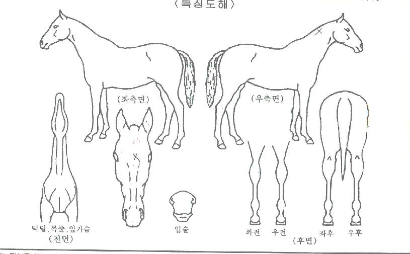 �����̵���޸��ڸ��� ����,���,�޸�,�λ�,�ٸ��� Ư¡����