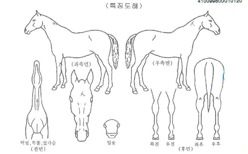 ·ÎÁîµ¥À̸¶¸°ÀÇ Ãø¸é,¿ì¸é,µÞ¸é,µÎ»ó,´Ù¸®ÀÇ Æ¯Â¡µµÇØ