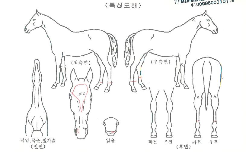 �Ѷ󴩸��� ����,���,�޸�,�λ�,�ٸ��� Ư¡����