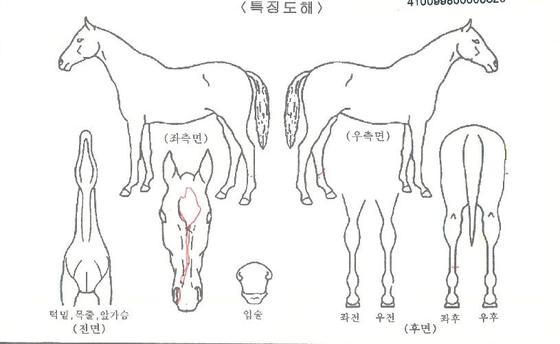 ���̾�Ʈ�Ŀ��� ����,���,�޸�,�λ�,�ٸ��� Ư¡����