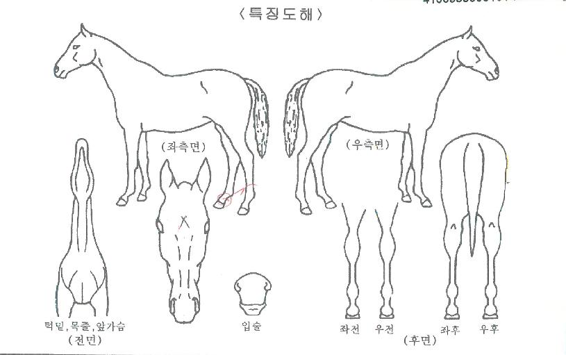 ¸Ó´Ï½ÃÀåÀÇ Ãø¸é,¿ì¸é,µÞ¸é,µÎ»ó,´Ù¸®ÀÇ Æ¯Â¡µµÇØ