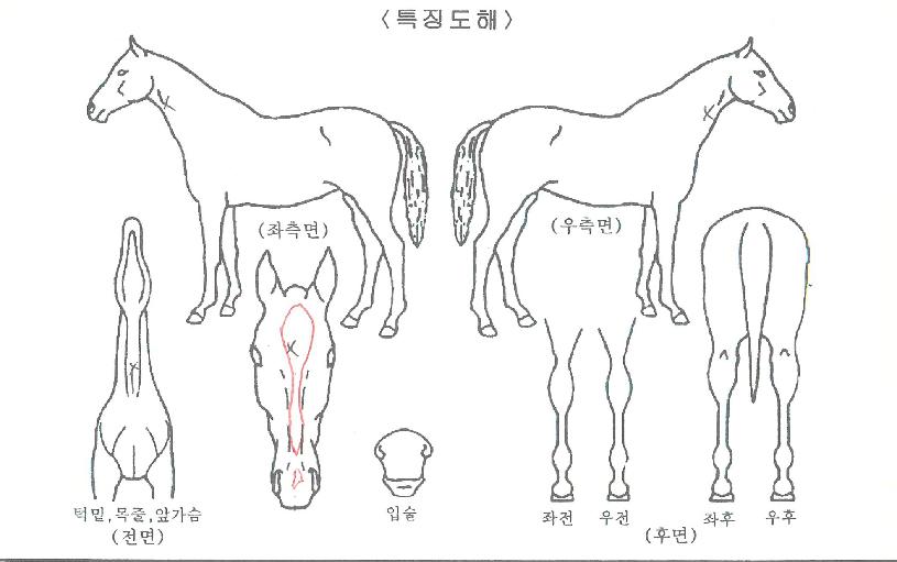 ÇѶóºí·Î¼¶ÀÇ Ãø¸é,¿ì¸é,µÞ¸é,µÎ»ó,´Ù¸®ÀÇ Æ¯Â¡µµÇØ