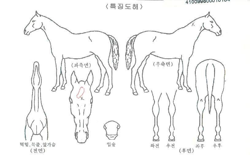 �Ӵ϶����� ����,���,�޸�,�λ�,�ٸ��� Ư¡����