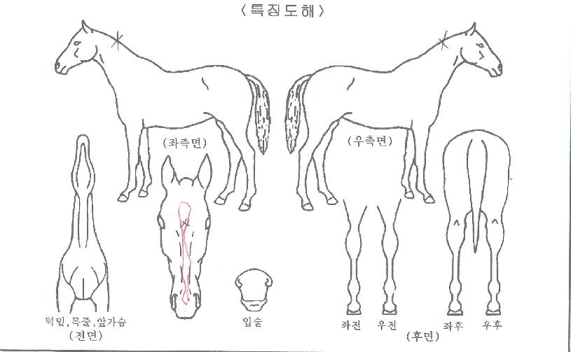 �����ø�Ʈ�� ����,���,�޸�,�λ�,�ٸ��� Ư¡����