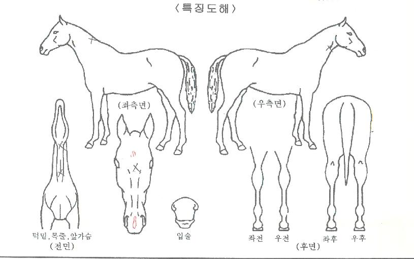 �����帮���ڸ��� ����,���,�޸�,�λ�,�ٸ��� Ư¡����