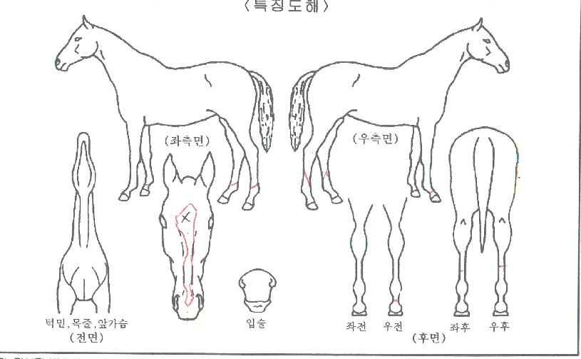 È¿¸¶·çÀÇ Ãø¸é,¿ì¸é,µÞ¸é,µÎ»ó,´Ù¸®ÀÇ Æ¯Â¡µµÇØ