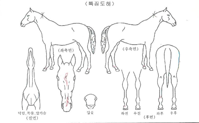 ¹Ð¸®¾ð¸ÞÀÌÄ¿ÀÇ Ãø¸é,¿ì¸é,µÞ¸é,µÎ»ó,´Ù¸®ÀÇ Æ¯Â¡µµÇØ