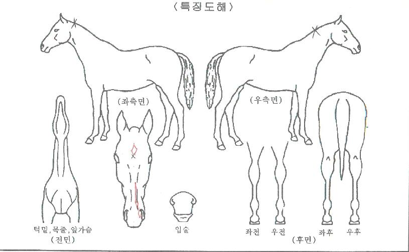 ¾îÇø®Æ®¿µÀÇ Ãø¸é,¿ì¸é,µÞ¸é,µÎ»ó,´Ù¸®ÀÇ Æ¯Â¡µµÇØ