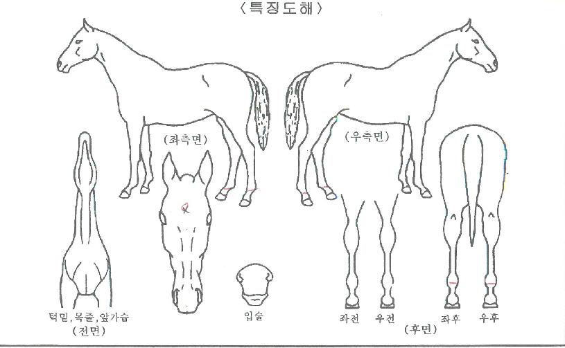 À¯ÄµµÎÀÕÀÇ Ãø¸é,¿ì¸é,µÞ¸é,µÎ»ó,´Ù¸®ÀÇ Æ¯Â¡µµÇØ