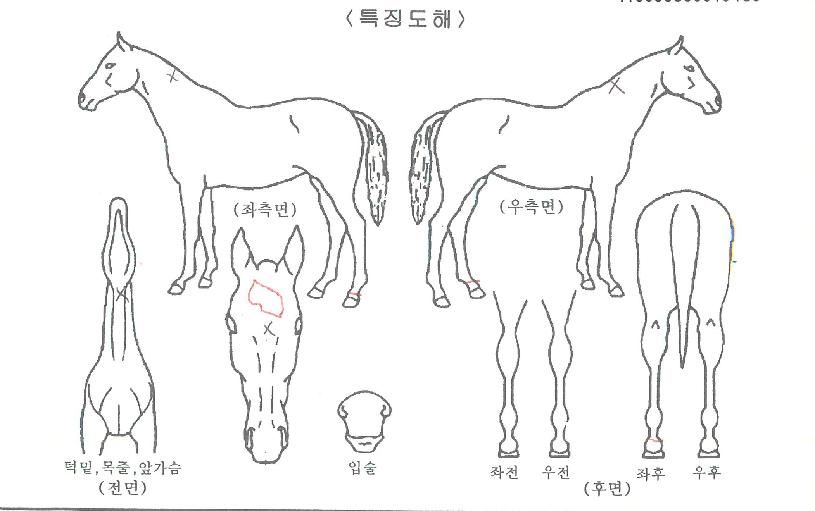 �۽�Ʈ��Ÿ�� ����,���,�޸�,�λ�,�ٸ��� Ư¡����