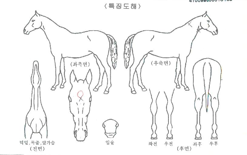 ±Û·Î¸®ÆÄÀÌÅÍÀÇ Ãø¸é,¿ì¸é,µÞ¸é,µÎ»ó,´Ù¸®ÀÇ Æ¯Â¡µµÇØ